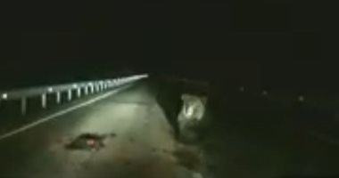 الضنا غالى.. دب يتعدى على سيارة لحماية ابنه أثناء عبور طريق سريع