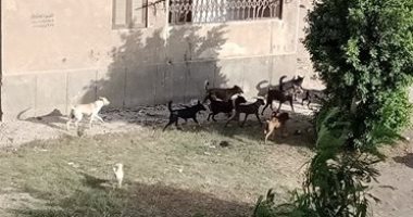 سكان مجاورة 3 بالحى الـ11 بأكتوبر يشكون انتشار الكلاب الضالة بالمنطقة