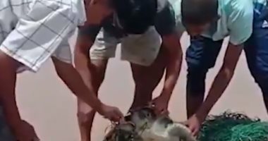 فيديو وصور .. إنقاذ سلاحف بحرية من شباك صيد على شاطئ بالهند