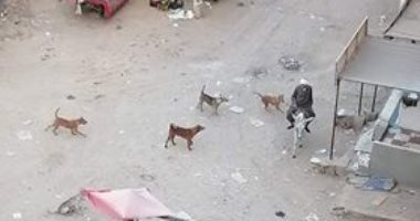 أهالى مساكن التبين يشكون انتشار الكلاب الضالة للاهالى بالمنطقة