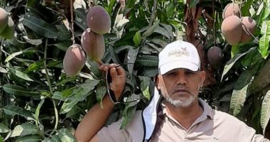 أستاذ مناخ زراعى: يقدم روشتة لمحصول المانجو المحلى.. تعرف عليها
