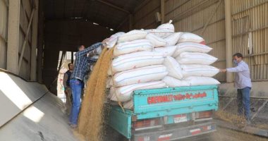 توريد 357 ألف و 990 طن قمح بشون وصوامع بنى سويف والمنوفية 