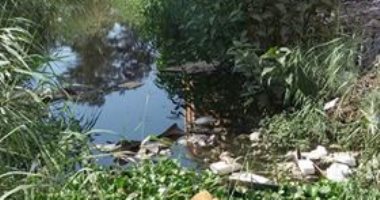 سكان الاسكان الاجتماعى بالمنزلة يطالبون بتغطية المصرف المار وسط العمارات