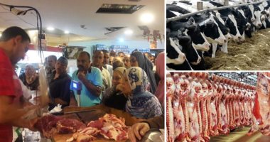 دعما للإنتاج وزيادة الاستثمار.. الزراعة: مليار و345 مليون جنيه حجم تمويلات "البتلو" المحلى والمستورد.. وتكثيف المتابعات الميدانية للمستفيدين.. المشروع ساعد على منع ذبح العجول الصغيرة وزيادة المعروض 5 أضعاف