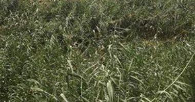 أهالى قرية الخوالد بقنا يناشدون بسرعة تطهير مصرف سلام