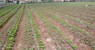 دراسة بجامعة بنها عن تاثير بعض المركبات الأمنة والتسميد العضوى على انتاجية الفرولة للتصدير