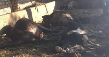 نفوق 6 رؤوس من الماشية داخل حظيرة بالدقهلية بعد وضع مجهول سما لهم