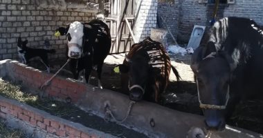 صور ..بيطرى كفر الشيخ: تحصين وترقيم 150 ألف رأس ماشية من حمى الوادى المتصدع 