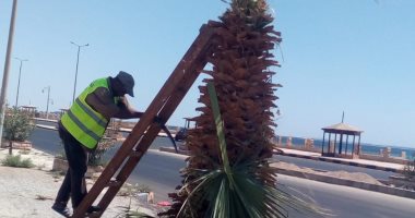 رئيس مدينة سفاجا: استكمال زراعة وصيانة المسطحات الخضراء بالمدينة.. صور 