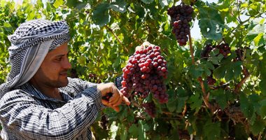 تعرف على أهم التوصيات الفنية لمزارعى العنب خلال شهر أبريل