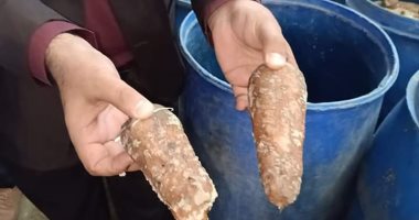 ضبط 2 طن مخلل فاسد وإعدام 20 كيلو مخبوزات غير صالحة بالدقهلية 