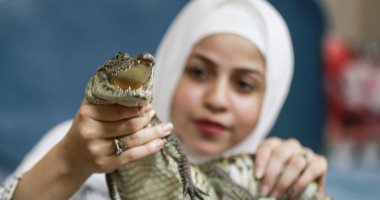 "الطفلة والتماسيح".. ألفت سيد تروض الحيوانات المفترسة بمنزلها