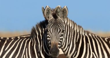أيهما ينظر للكاميرا؟.. صورة لحمارين وحشيين بكينيا تثير الجدل على السوشيال