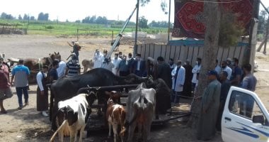 قافلة علاجية بيطرية بالمجان بقرية سماتاى بمحافظة الغربية