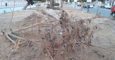  شكوى من تحويل حديقة شارع عبد الحميد بدوى بالنزهة إلى مأوى للكلاب الضالة