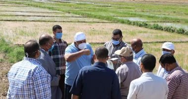محافظ الوادى الجديد: إزالة زراعات الأرز اعتبارا من الموسم الزراعى القادم