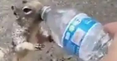 سنجاب يلح على طفل لشرب المياه فى واقعة طريفة.. فيديو
