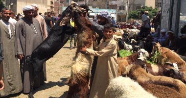 لايف اليوم السابع.. تعرف على أسعار الأضاحى فى زمن كورونا.. صور وفيديو