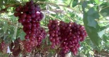 مصر تصدر "عنب" بـ128 مليون دولار في شهر واحد