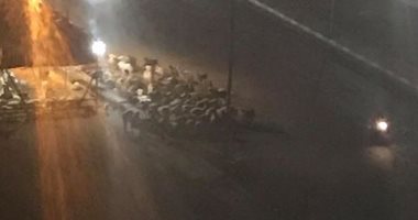 شكوى من تربية "الخرفان" فى وسط شارع الميثاق بمدينة نصر وانتشار الرائحة الكريهة