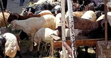 محافظة الجيزة تزيل شوادر لأضاحى العيد بأوسيم والعمرانية.. صور 