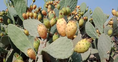 أبو الحلاوة يا تين.. موسم جمع التين الشوكى فاكهة المصريين بالصيف (فيديو وصور)
