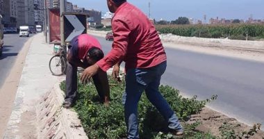 صور.. حى أول طنطا ينفذ حملة لزراعة وتقليم الأشجار بشوارع المدينة