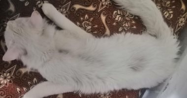 صدق أو لا تصدق.. واقعة اغتصاب قط فى الأردن.. فيديو