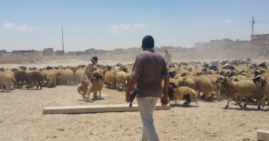 إفتتاح مشروع شادر تسليم وتوزيع الأضاحى بالتقسيط على الموظفين بمرسى مطروح