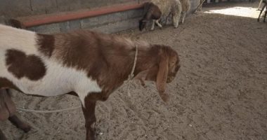 أضحية العيد.. أغلى خروف عربى فى البحرين.. اعرف تمنه