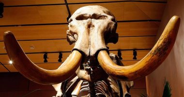 اكتشاف هيكل عظمى لحيوان ماموث عمره 10 آلاف عام فى بحيرة سيبيرية
