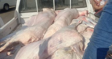 الجيزة تضبط 650 كجم لحوم غير صالحة ومذبوحة خارج المجازر بالوراق والبدرشين ومنشأه القناطر 
