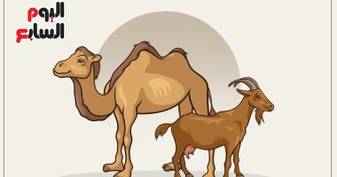 إنفوجراف.. 8 شروط حددها الشرع للأضحية