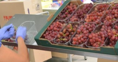 الزراعة تعلن ارتفاع صادرات العنب لـ 137 ألف طن لجميع الأسواق العالمية 
