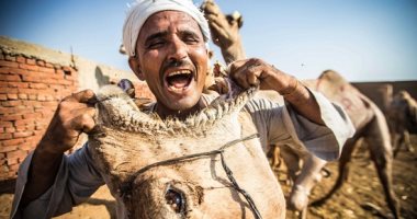 صورة اليوم.. جمّال يضع رأسه بين فكى ناقته 