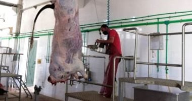 محافظ جنوب سيناء: ذبح الأضاحى مجانا بالمجازر الحكومية وعقوبات صارمة للمخالفين