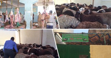 أحدث 3 فتاوى عن كل ما يخص شراء الأضحية بالتقسيط أو بفيزا "السحب على المكشوف".. وحكم الأضحية عند العجز عن سداد قيمة القسط؟.. أمين الفتوى: الحصول على الأضحية ببطاقات الائتمان جائزٌ شرعًا بشرط