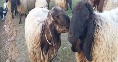 قلة الإقبال على شراء أضحية العيد وركود فى حركة البيع بقنا
