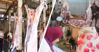 طوارئ بـ486 مجزرا للحوم لاستقبال مذبوحات ما قبل العيد.. الزراعة تستعين بالبصمة لختم اللحوم منعا للغش.. "الخدمات البيطرية" إلغاء الإجازات وتوفير 9 أنواع للأختام.. ومباحث التموين تتكاتف مع الصحة لتشديد الرقابة