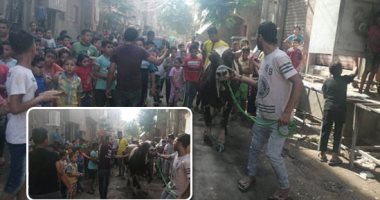 "عند مين ياولاد..بكام بكام..وافرش منديلك".. زفة الماشية قبل عيد الأضحى عادة تنتشر بقرى بنى سويف.. الجزارون يتجولون بالشوارع ويرددون الأغانى ويوزعون الحلوى على الأطفال.. والأهالى: حاجة تفرحنا فى زمن كورونا.. صور