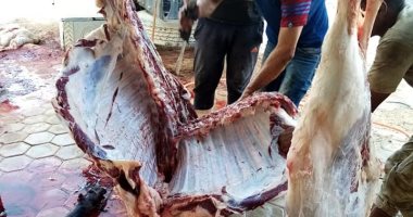 توزيع لحوم مجانا على الأهالى بمركز الحسنة بوسط سيناء بمناسبة العيد