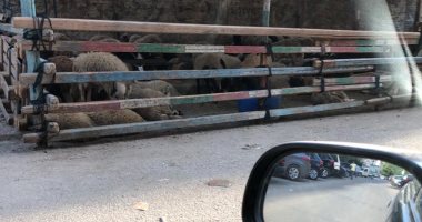 شكوى من انتشار شوادر الخرفان بشارع أسماء فهمى فى مدينة نصر