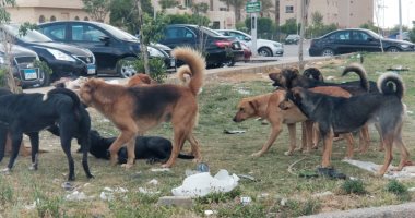 شكوى من انتشار الكلاب الضالة بالتجمع الخامس والأول بالقاهرة الجديدة