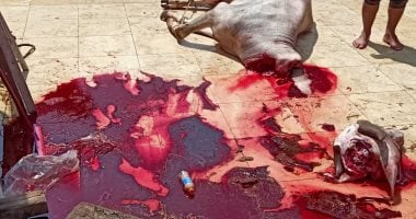 صور.. حملات لضبط مخالفى قرارات منع الذبح بشوارع الشرقية ووكيل الصحة يتابع