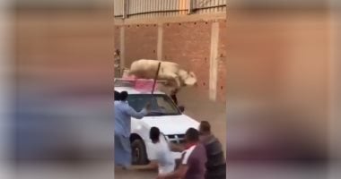 يا روح ما بعدك روح.. عجل يرفض الذبح ويحطم سيارة نقل في طريقه للهرب