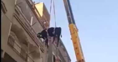شاهد .. رفع عجل بـ"ونش" لذبحه فوق السطوح هربا من غرامة الذبح فى الشارع  