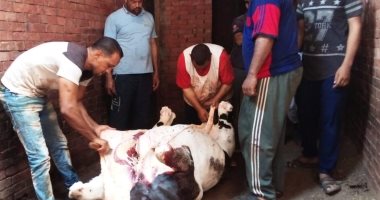 الزراعة: ذبح 7500 ضحية مجانا للمواطنين بالمجازر صباح أول أيام عيد الأضحى