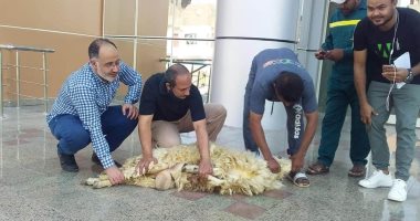 مستشفى العديسات للعزل بالأقصر يذبح خروف احتفالا بعيد الأضحى.. صور