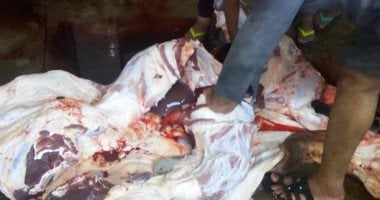 صور.. مجازر الأقصر تستقبل أضاحى العيد لليوم الثانى بالمجان