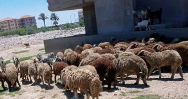 اضبط مخالفة.. سكان منطقتى النخيل ورأس البر يشكون من انتشار قطعان الأغنام